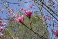 Magnolia sargentiana var. robusta 