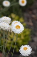 Xerochrysum bracteatum 'White' - Strawflower