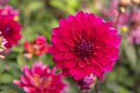 Dahlia 'Engelhardts Matador'