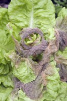 Botrytis - Grey Mould on winter lettuce - Lactuca growing with poor ventilation