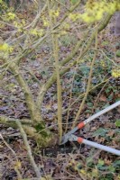 Removing suckers from the roostock of a grafted plant of Hamamelis mollis