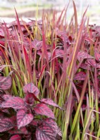 Imperata Red Baron, Hypoesthes Hippo Red, summer July