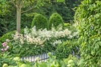View over railings to shade garden with evergreens and flowering Aruncus edging, summer August