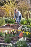 Woman sowing seeds of French marigold into vegetable raised bed.