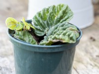 Peperomia caperata - New plantlets growing from leaf cuttings