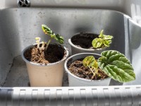 Peperomia caperata - New plantlets potted on and soaking in bowl of water