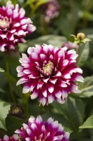 Dahlia 'Verdi'