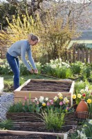 Woman marking out raised vegetable bed with canes prior to planting.