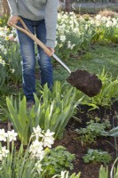 Woman adding compost to Iris, Hemerocallis and Aquilegia to promote the very best growth condition.