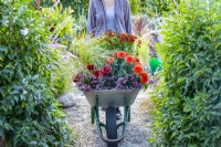 Woman pushing wheelbarrow containing Dahlia 'Melody Deep Orange' and 'Melody Blood Red', Calluna vulgaris, Helenium 'Mariachi Salsa' and Panicum virgatum 'Hanse Herms'