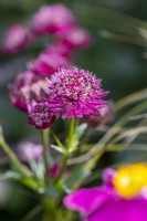 Astrantia 'Sparkling Stars'