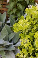 Pittosporum 'Nanum', Stachys 'Helene Von Stein'