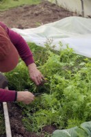 Gardener removing fleece from winter salads and harvesting Mizuna - Brassica rapa nipposinica - Japanese Mustard