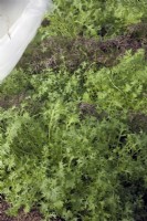 Winter salad Mizuna - Brassica rapa nipposinica - Japanese Mustard with fleece pulled back