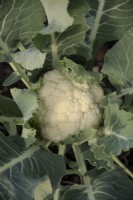 Brassica oleracea Botrytis 'Raleigh' cauliflower sown early August and ready to harvest early March