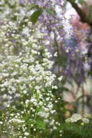 Thalictrum delavayi 'Splendide White' - Meadow rue