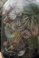 Begonia Chayo thriving in a terrarium 12 months after planting