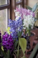 Hyacinths on a windowsill - left to right - Hyacinthus orientalis 'Kronos' 'Delft Blue, 'Carnegie' and the highly fragrant 'Pink Pearl'
