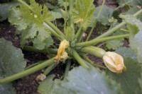 Cucurbita pepo 'Ambassador' Courgette