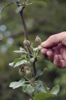 Thinning the developing fruits on an apple tree - Malus domestica