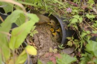 European Robin - Erithacus rubecula and brood in upturned flower pot