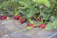 Fragaris 'Symphony' strawberry growing through mypex woven polypropylene ground cover