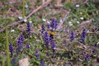 Pearl Bordered Fritillary butterfly - Boloria euphrosyne - nectaring on Bugle - Ajuga reptans, Dartmoor, Devon, UK