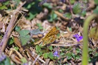 Pearl Bordered Fritillary butterfly - Boloria euphrosyne - egg laying on or close to Dog Violet - Viola riviniana foliage Dartmoor, Devon, UK