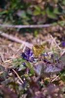 Pearl Bordered Fritillary butterfly - Boloria euphrosyne - Dartmoor, Devon, UK