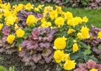 Planting with Heuchera and Begonia, summer July