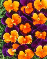 Viola x wittrockiana Jolly Joker, spring May