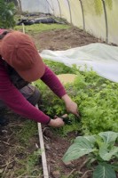 Gardener removing fleece from winter salads and harvesting Mizuna - Brassica rapa nipposinica - Japanese Mustard