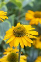 Echinacea 'Sunseekers Mellow'