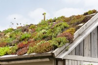 Roof greening with succulents, summer July