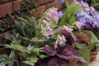 Primulina 'Candy' with Streptocarpus cultivars and Begonia cultivars growing at the base of a north facing conservatory wall and never seeing direct sunlight