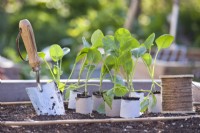 Brussel sprout seedlings in cardboard tubes - reused toilet rolls.