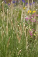 Pennisetum macrourum