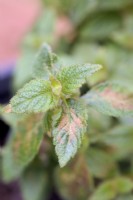 Thrip damage on Achimenes - western flower thrips - Frankliniella occidentalis