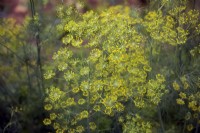 Dill - Anethum graveolens - umbels in full flower