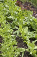 The autumn vegetable garden with autumn salads lined out - left to right - Endive Pancalieri, Chicory Witloof, Chicory 'Palla Rossa Precoce'