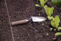 Using a garden hand trowel as a measure for spacing rows of lined out vegetables