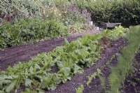 The autumn vegetable garden with autumn salads lined out - left to right - Endive Pancalieri, Chicory Witloof, Chicory 'Palla Rossa Precoce'