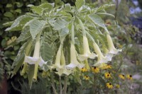 Brugmansia x candida 'Variegata' in September from a cutting 12 months previous