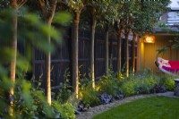 Uplights in border highlighting trunks of pleached trees underplanted with Digitalis purpurea alba by black fence. 