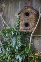 Moss bird box next to Mahonia
