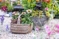 Wicker basket containing Coprosma 'Eclipse' and Echinacea 'Sunseekers Salmon'