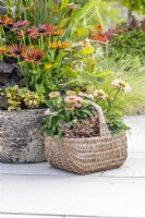 Wicker basket containing Stipa tenuissima 'Pony Tails, Coprosma 'Eclipse' and Echinacea 'Sunseekers Salmon'