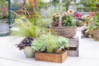 Wicker basket containing Echinacea 'Sunseekers Salmon' and Coprosma 'Eclipse', wooden tray containing Ornaamental kales 'Nagoya White', 'Pigeon Victoria' and Carex 'Frosted Curls' With a small pot planted with Ajuga 'Black Scallop' and Stipa tenuissima