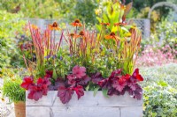 Wooden trough planted with Heuchera 'Forever Red', Imperata 'Red Baron', Ceratostigma Plumbaginoides and Echinacea 'Kismet Intense Orange'