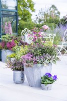 Large metal container planted with Anemone 'Fantasy Red Riding Hood', Euonymus fortunei 'Emerald 'n' Gold', Hebe 'Donna Elsa', Ajuga 'Burgundy Glow' and Sedum 'Sunsparkler Lime Zinger' next to small metal containers planted with Calluna vulgaris and Platycodon grandiflorus 'Astra Blue'